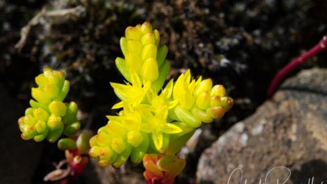 Sedella pumila Sierra mock stonecrop