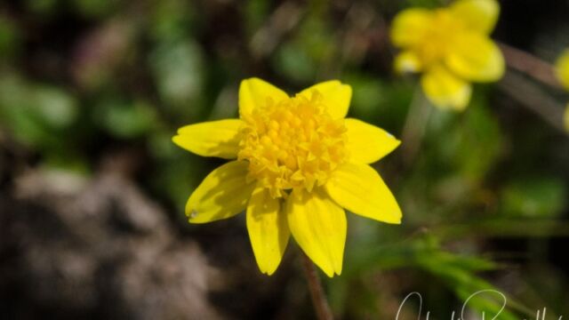 Lasthenia californica ssp. californica (probably) California goldfields