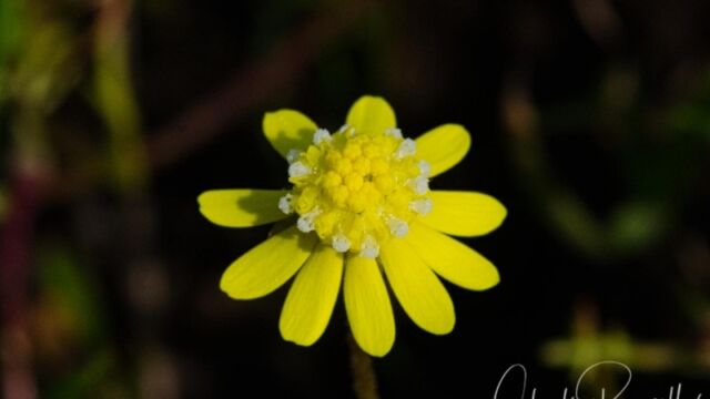 Blennosperma nanum var nanum Yellow carpet