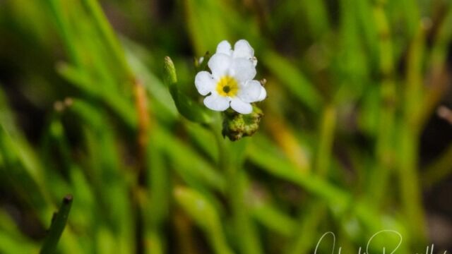 Plagiobothrys stipitatus var micranthus (probably) Stalked popcornflower