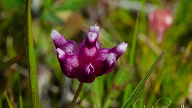 aka Cowbag clover. Trifolium depauperatum var. depauperatum Dwarf sack clover