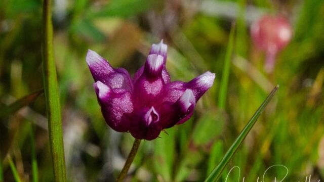 aka Cowbag clover. Trifolium depauperatum var. depauperatum Dwarf sack clover