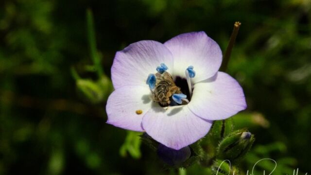 Gilia tricolor ssp. tricolor Bird's eye gilia