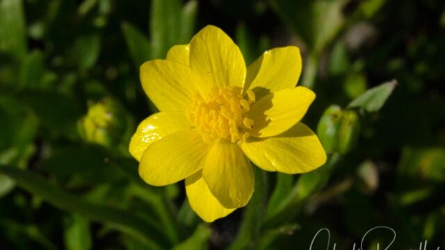 Ranunculus canus (note leaf) Sacramento valley buttercup
