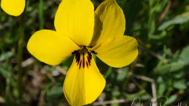 Viola douglasii. Pinnate compound leaves, reddish back, hairs on the lateral petals Douglas' violet