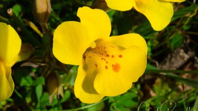 Mimulus guttatus (new name Erythranthe guttata) Seep monkey flower