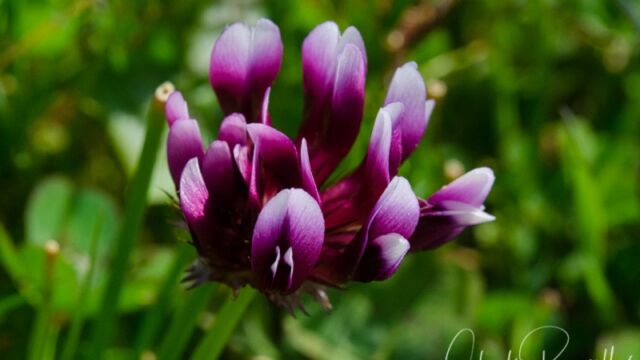 Trifolium variegatum, (probably Trifolium variegatum var. major) White tipped clover