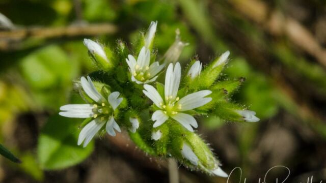 Cerastium fontanum ssp. vulgare Mouseear chickweed