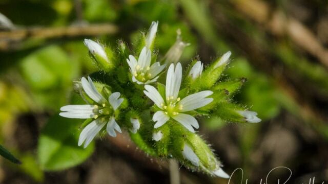 Cerastium fontanum ssp. vulgare Mouseear chickweed