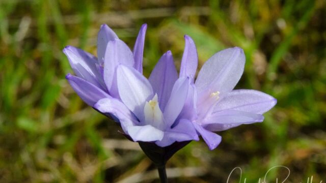 Dichelostemma capitatum ssp. capitatum Blue dicks