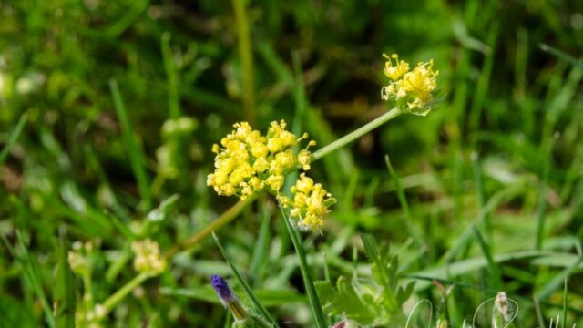 Lomatium caruifolium Caraway leaved lomatium