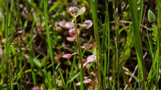 Lepidium nitidum, gone to seed Shining pepper grass