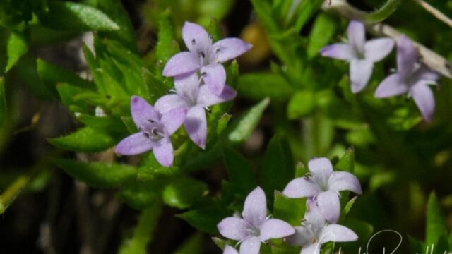 Sherardia arvensis Field madder