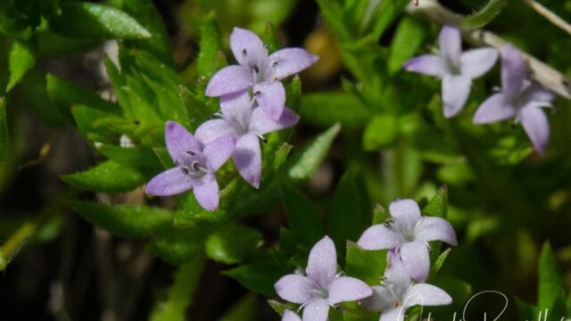 Sherardia arvensis Field madder