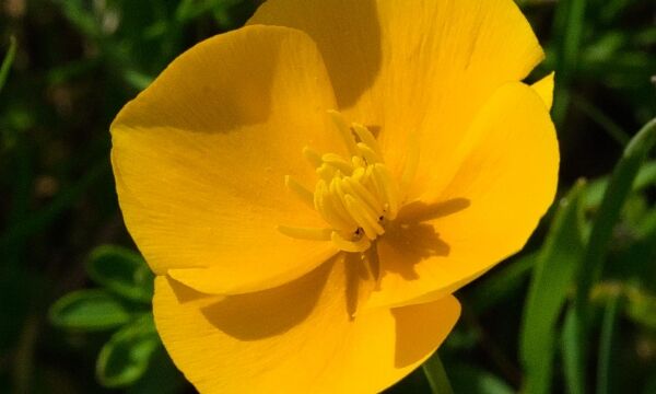 Eschscholzia lobbii Frying pans