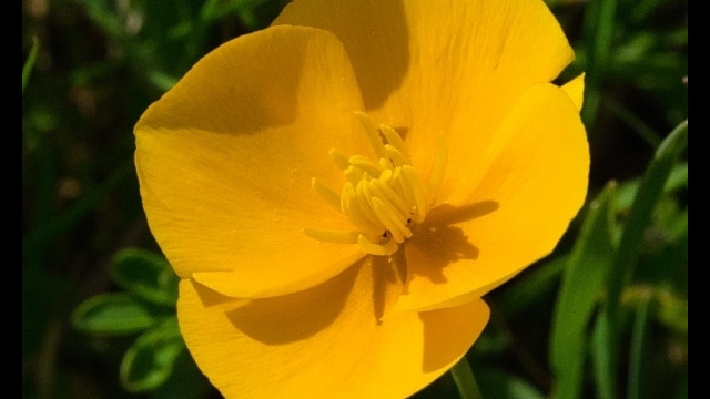 Eschscholzia lobbii Frying pans