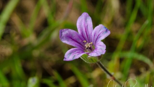 Erodium botrys Longbeak stork's bill