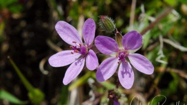 Erodium moschatum Whitestem filaree