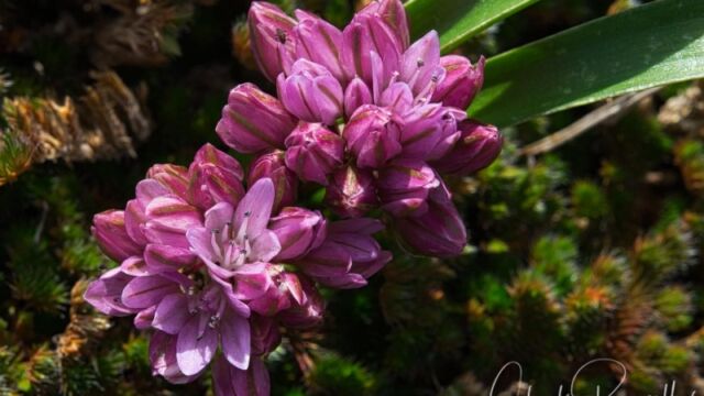 aka Volcanic onion. Allium cratericola Cascade Onion