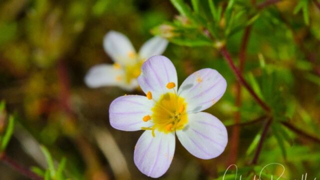 Leptosiphon filipes Thread linanthus