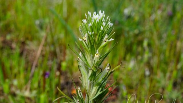 Castilleja attenuata Valley tassels