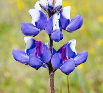 Lupinus nanus Sky Lupine