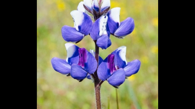 Lupinus nanus Sky Lupine