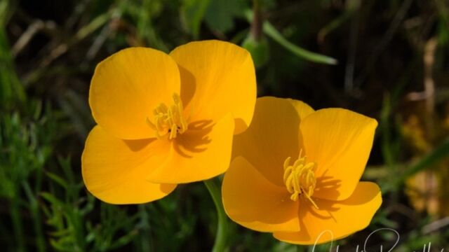 Eschscholzia lobbii Frying pans