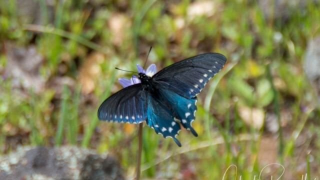 Battus philenor hirsuta feeding on Blue Dicks California pipevine swallowtail
