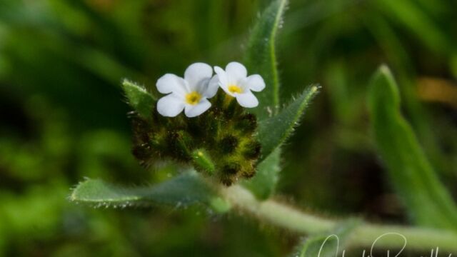Plagiobothrys fulvus Rusty popcornflower