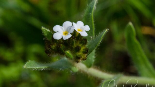 Plagiobothrys fulvus Rusty popcornflower