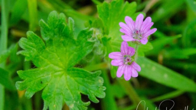 Geranium molle Dove's foot geranium