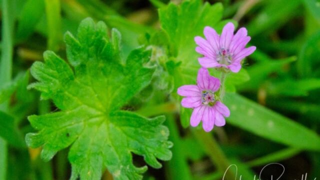 Geranium molle Dove's foot geranium