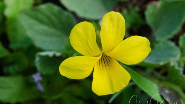 Viola purpurea ssp. quercetorum. Entire leaves Goosefoot violet