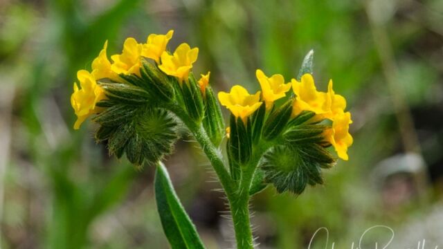 Amsinckia intermedia Common fiddleneck