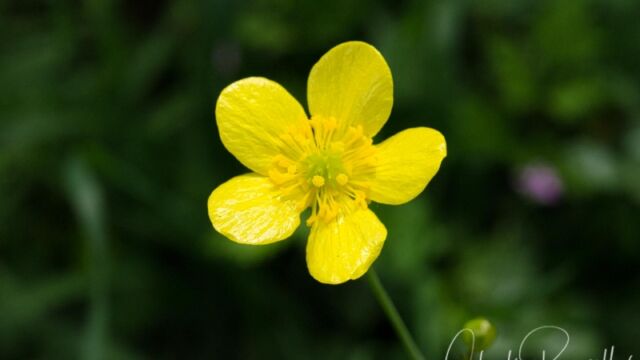 Ranunculus occidentalis Western buttercup