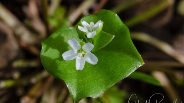 Claytonia perfoliata, possibly Claytonia parviflora Miner s lettuce