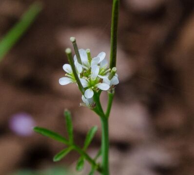 Cardamine oligosperma Bitter cress