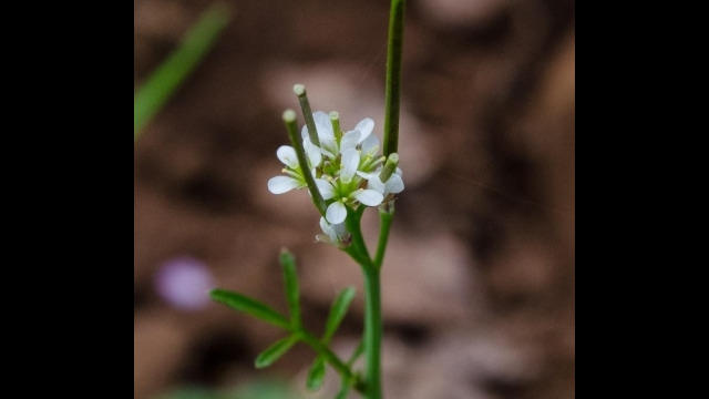 Cardamine oligosperma Bitter cress