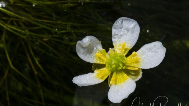 Ranunculus aquatilis var. diffusus (floating leaves dissected) Whitewater crowfoot