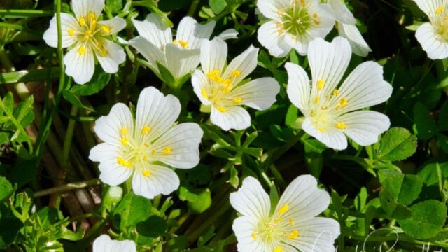 Limnanthes alba ssp. versicolor White meadowfoam