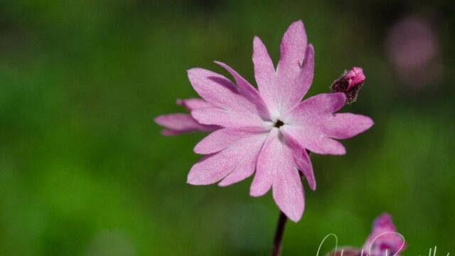 Lithophragma parviflorum var. trifoliatum Prairie woodland star