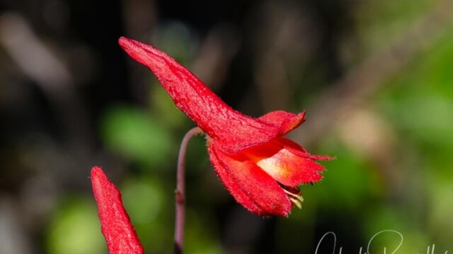 Delphinium nudicaule Red larkspur