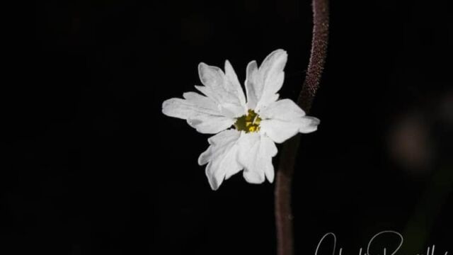 Lithophragma bolanderi, probably, because of basal leaves. Could be Lithophragma parviflorum var. parviflorum Bolander's woodland star