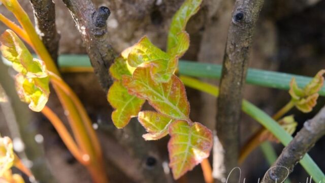 Toxicodendron diversilobum Poison oak