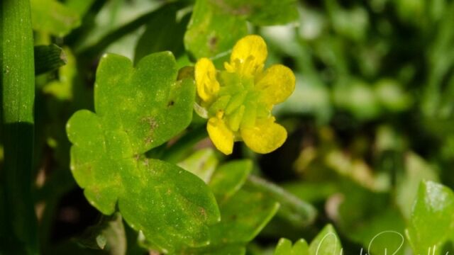 Ranunculus muricatu Spiny buttercup