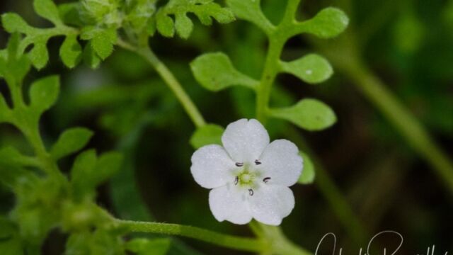 aka Small baby blue eyes, Nemophila heterophylla Canyon nemophila