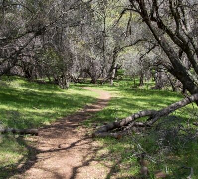 Trail through the woods below Beatson Hollow North Table Mountain