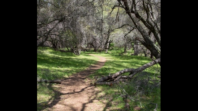 Trail through the woods below Beatson Hollow North Table Mountain