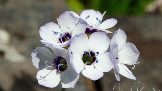 Gilia tricolor ssp. tricolor Bird's eye gilia